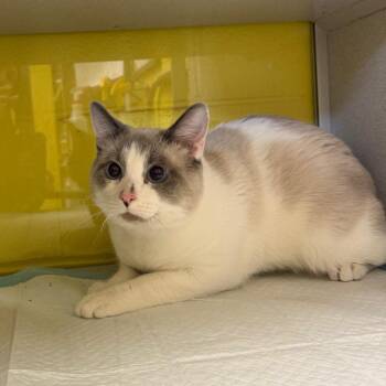 Siamese Cats Available for Adoption in Parkersburg, West Virginia - Paddle Boat | PetCurious