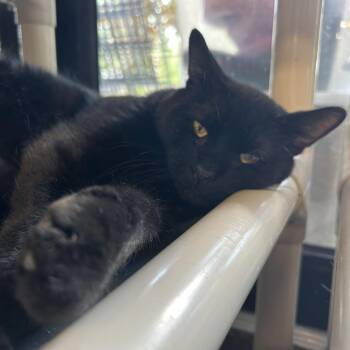 Rescue Domestic Short Hair Cats for Adoption in Tylertown, Mississippi - Hocus Pocus | PetCurious