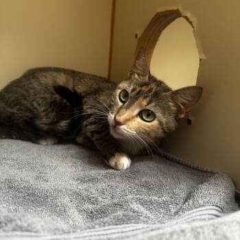 Biana -  Domestic Short Hair Cat for Adoption in Murray, Utah - Biana | PetCurious