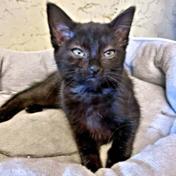 Rescue Domestic Short Hair Cats for Adoption in Rutherfordton, North Carolina - Wanda | PetCurious