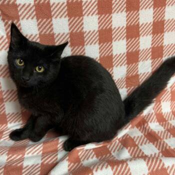 Rescue Domestic Short Hair Cats for Adoption in Waterloo, Iowa - Mashed Potatoes | PetCurious