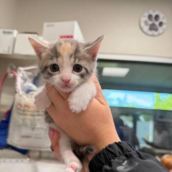 Pixie -  Domestic Short Hair Cat for Adoption in Englewood, Florida - Pixie | PetCurious