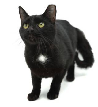 Arby -  Domestic Short Hair Cat for Adoption in Bowling Green, Kentucky - Arby | PetCurious
