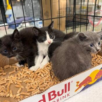 Scylla -  Domestic Short Hair Cat for Adoption in Westminster, California - Scylla | PetCurious