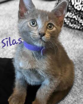 SILAS -  Domestic Short Hair and Russian Blue Cat Available for Adoption in Largo, Florida - SILAS | PetCurious