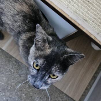 Elberta -  Domestic Short Hair Cat for Adoption in Skokie, Illinois - Elberta | PetCurious