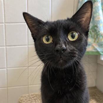 Sandy Cheeks -  Domestic Short Hair Cat for Adoption in Parkersburg, West Virginia - Sandy Cheeks | PetCurious
