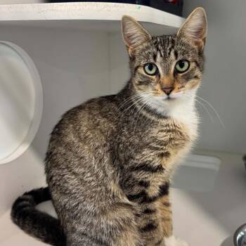 Amelia -  American Shorthair Cat for Adoption in Bethel, Connecticut - Amelia | PetCurious