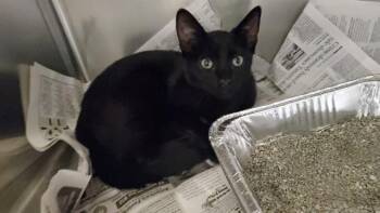 LOVAGE -  Domestic Short Hair Cat for Adoption in Aurora, Illinois - LOVAGE | PetCurious
