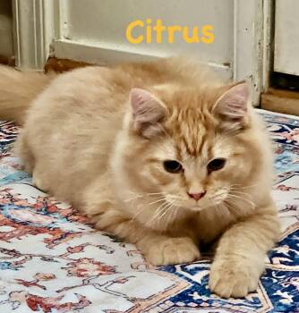 Citrus -  Domestic Long Hair Cat for Adoption in Reston, Virginia - Citrus | PetCurious