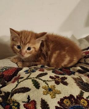 Liam -  Domestic Short Hair Cat Available for Adoption in Kimberlin Heights, Tennessee - Liam | PetCurious