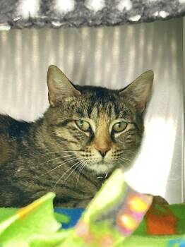 Eleanor -  Domestic Short Hair Cat for Adoption in Lansing, Michigan - Eleanor | PetCurious