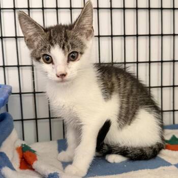 Sailor -  Domestic Short Hair Cat for Adoption in Trenton, New Jersey - Sailor | PetCurious