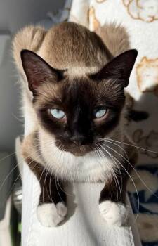 Siamese and Domestic Short Hair Cats Available for Adoption in Fort Worth, Texas - Bei Bei | PetCurious