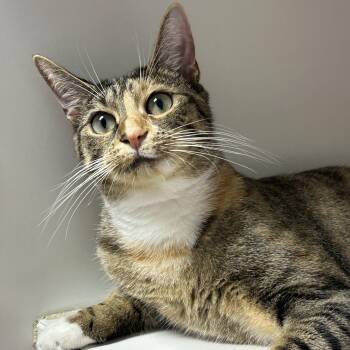 Poppy -  Domestic Short Hair Cat for Adoption in Clifton, New Jersey - Poppy | PetCurious