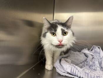 Rescue Domestic Long Hair Cats for Adoption in Santa Fe, New Mexico - DELTA | PetCurious