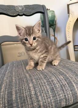 Tinker -  Domestic Medium Hair Cat for Adoption in Chisholm, Minnesota - Tinker | PetCurious