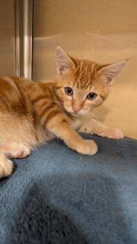 Christopher -  Domestic Short Hair Cat for Adoption in Missoula, Montana - Christopher | PetCurious
