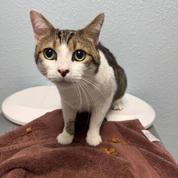 Domestic Short Hair Cats Available for Adoption - Pepe | PetCurious