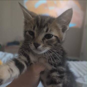 American Shorthair Cats Available for Adoption in Mount Vernon, Arkansas - Simba | PetCurious
