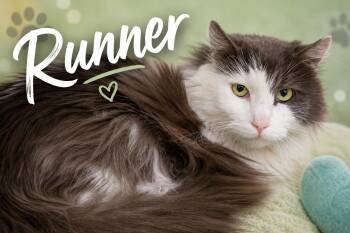 Runner:  DLH (FCID# 05/26/2026 - 35 Trainer) -  Domestic Long Hair Cat for Adoption in Greenville, Delaware - Runner:  DLH (FCID# 05/26/2026 - 35 Trainer) | PetCurious