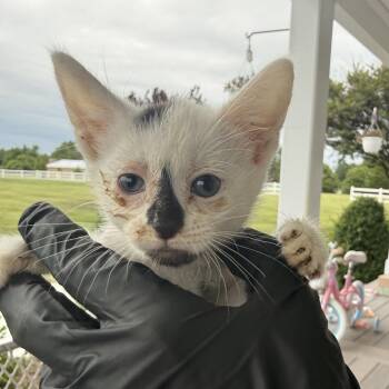 Puzzle (in Stevensville, MD) -  Domestic Short Hair Cat for Adoption - Puzzle (in Stevensville, MD) | PetCurious