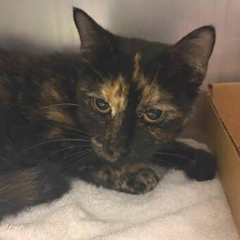 Marigold -  Domestic Short Hair Cat for Adoption in Nashville, Tennessee - Marigold | PetCurious