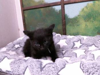 Domestic Short Hair Cats Available for Adoption in Houston, Texas - WALLE | PetCurious