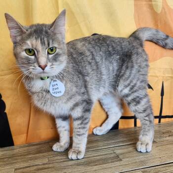 Rescue Domestic Short Hair Cats for Adoption in Normal, Illinois - Sierra Mist | PetCurious