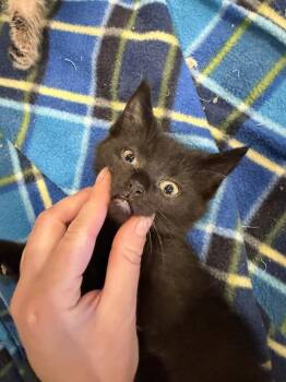 Charlotte -  Domestic Short Hair Cat for Adoption in Plymouth, Michigan - Charlotte | PetCurious