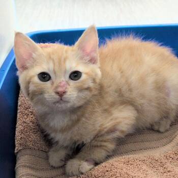 Galleria -  Domestic Short Hair Cat for Adoption in Reno, Nevada - Galleria | PetCurious