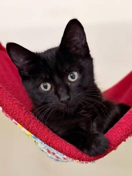 Blackberry -  Domestic Short Hair Cat for Adoption in Menomonie, Wisconsin - Blackberry | PetCurious