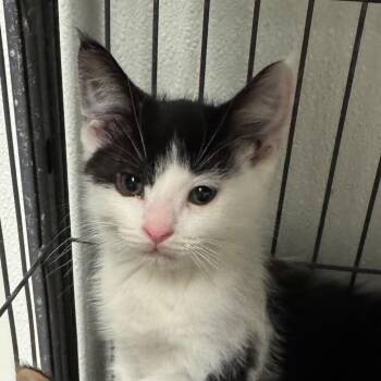 Moe -  Domestic Medium Hair Cat for Adoption in Saginaw, Michigan - Moe | PetCurious