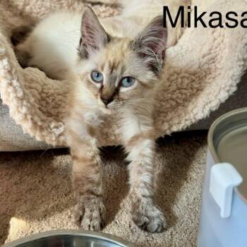 Mikasa -  Siamese Cat for Adoption in Winchester, Virginia - Mikasa | PetCurious