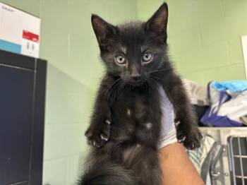 Rescue Domestic Short Hair Cats for Adoption in Grand Prairie, Texas - SUSHI | PetCurious