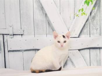 PEPPER -  Domestic Short Hair Cat for Adoption in Oroville, California - PEPPER | PetCurious
