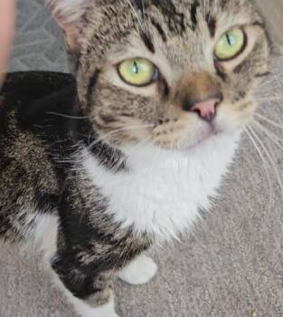 Rescue Domestic Short Hair Cats for Adoption in Cottonwood Heights, Utah - Gizmo | PetCurious