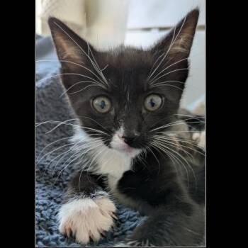 Domestic Short Hair Cats Available for Adoption in Prescott, Arizona - Pippi | PetCurious