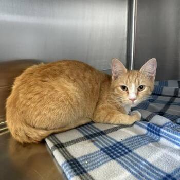 Cornbread -  Domestic Short Hair Cat for Adoption in Knoxville, Tennessee - Cornbread | PetCurious