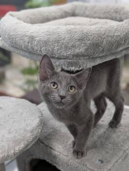 Earl Gray -  Domestic Medium Hair Cat for Adoption in Tilton, Illinois - Earl Gray | PetCurious