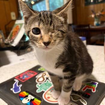 Toast Traintrack-ML -  Domestic Short Hair Cat for Adoption in Tallahassee, Florida - Toast Traintrack-ML | PetCurious