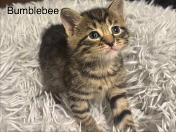 Bumblebee -  Domestic Short Hair Cat Available for Adoption in Johnson City, Tennessee - Bumblebee | PetCurious