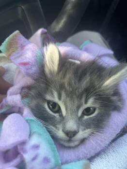 Domestic Long Hair Cats Available for Adoption in West Valley City, Utah - THUNDER | PetCurious