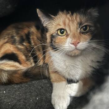 Domestic Medium Hair Cats Available for Adoption - Teresa  | PetCurious