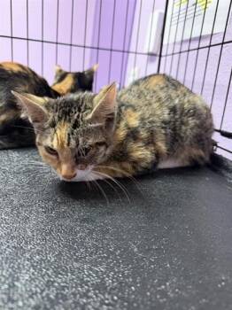 61397822 -  Domestic Short Hair Cat for Adoption in El Paso, Texas - 61397822 | PetCurious