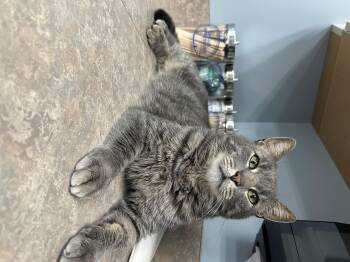 Rescue American Shorthair Cats for Adoption in Johnstown, New York - Gray | PetCurious