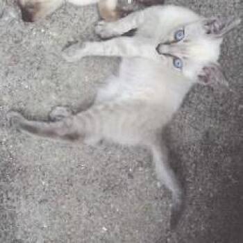 Jack -  Siamese and Domestic Short Hair Cat for Adoption in Fairhope, Alabama - Jack | PetCurious