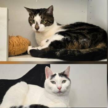 Rescue Domestic Short Hair Cats for Adoption in Woodbridge Township, New Jersey - Yoshi & Peach | PetCurious