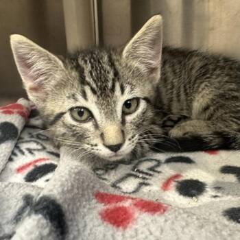 Pinkerton -  Domestic Short Hair Cat for Adoption in Walnut Creek, California - Pinkerton | PetCurious