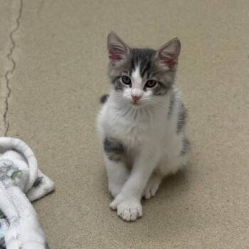 Moo -  Domestic Short Hair Cat for Adoption in Marshall, Virginia - Moo | PetCurious